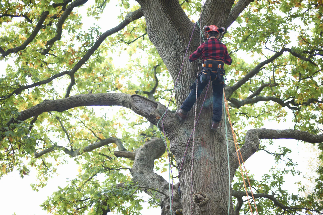 Tree removal in progress